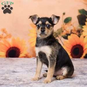 Sally, Chihuahua Puppy